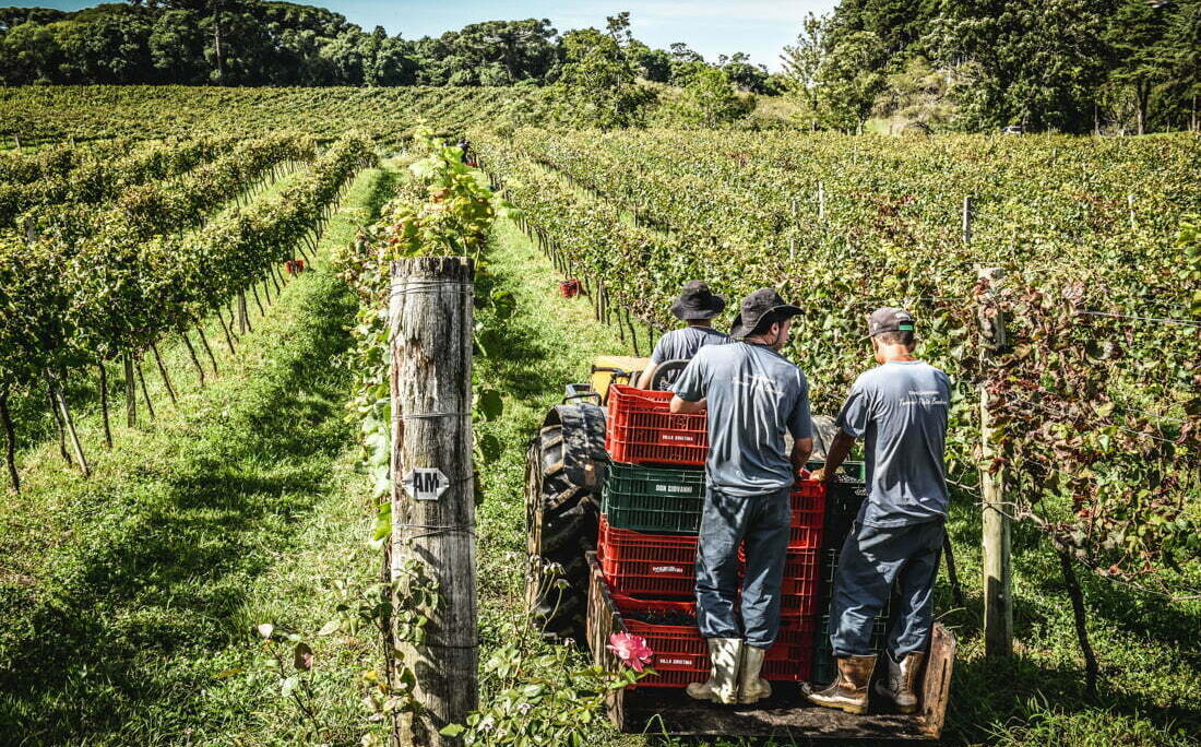 Vinícola de Pinto Bandeira comemora uma das melhores safras da década | Por Edith Auler