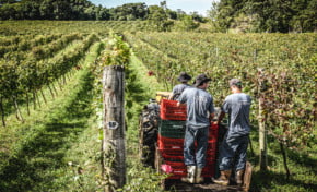 Vinícola de Pinto Bandeira comemora uma das melhores safras da década | Por Edith Auler
