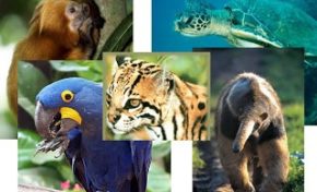 Preservação Ambiental: mais ações e menos discursos | Por Dilmar Isidoro