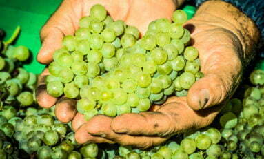 Vinícola Don Giovanni comemora qualidade na safra em 2020