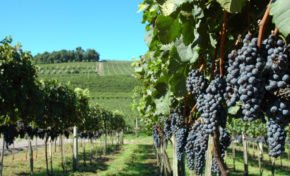 Bento Jazz & Wine Festival movimentará a Serra Gaúcha em março