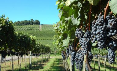 Bento Jazz & Wine Festival movimentará a Serra Gaúcha em março