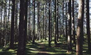 Florestas plantadas ganham visibilidade com setor em alta no Brasil