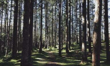 Florestas plantadas ganham visibilidade com setor em alta no Brasil