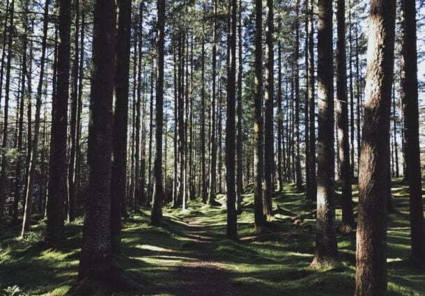 Florestas plantadas ganham visibilidade com setor em alta no Brasil