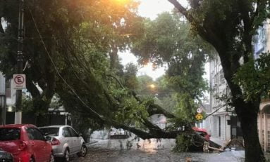 Descasos na manutenção de árvores urbanas causam riscos à coletividade | Por Dilmar Isidoro