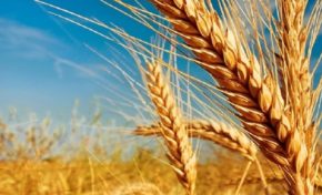 Alta nas cotações do trigo pressiona preços dos derivados