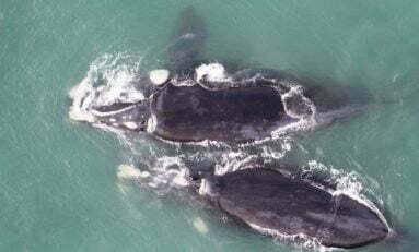 Rota da Baleia-Franca atrai turistas na Praia do Rosa/SC