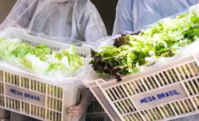 Campanha Pomar Solidário: ajude a complementar as refeições de quem precisa com o excedente de sua horta ou pomar