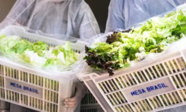 Campanha Pomar Solidário: ajude a complementar as refeições de quem precisa com o excedente de sua horta ou pomar