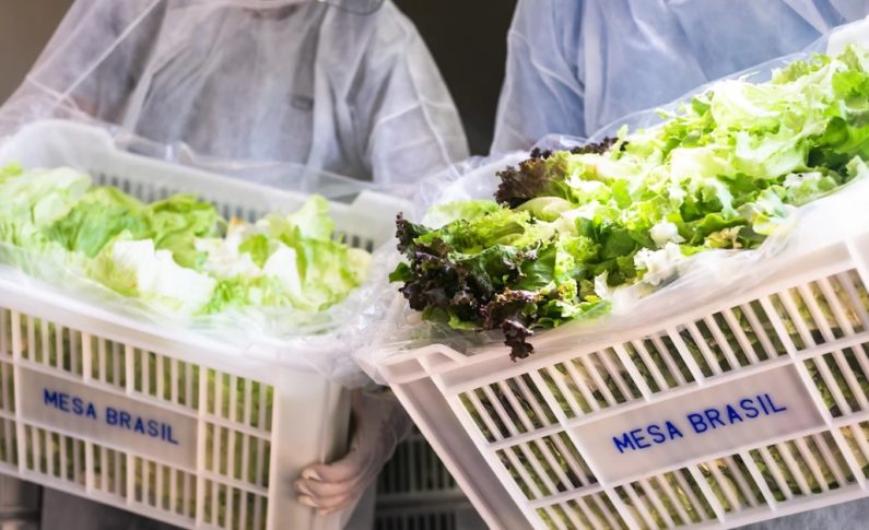 Campanha Pomar Solidário: ajude a complementar as refeições de quem precisa com o excedente de sua horta ou pomar