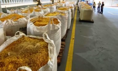 Empresa gaúcha produz ração para suínos em fazenda do Paraná