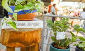 Encontro de Primavera da OPEN Feira de Design traz um final de semana de experiências para o Viva Open Mall