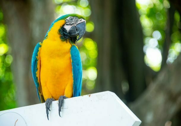 Na Colômbia, 20% do número total mundial de aves relatadas foram avistadas durante o Global Big Day