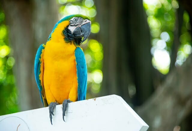 Na Colômbia, 20% do número total mundial de aves relatadas foram avistadas durante o Global Big Day