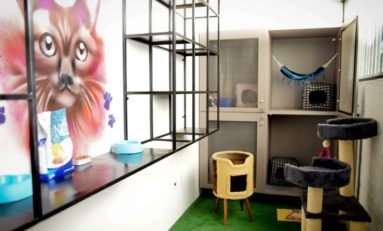 Pet School de luxo inaugura em Porto Alegre