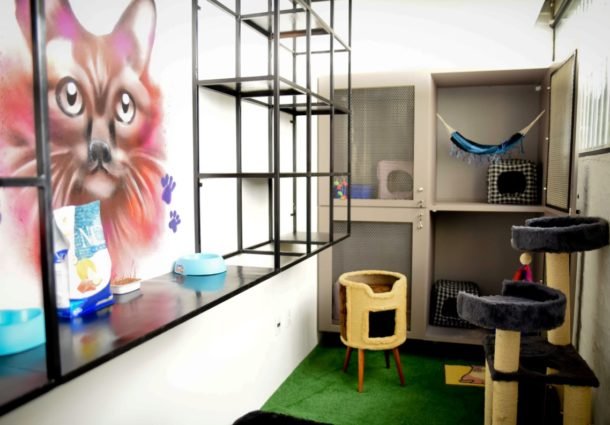 Pet School de luxo inaugura em Porto Alegre