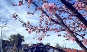 Rua Coberta de Canela promove Feira da Estação no sábado, 23 de julho