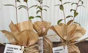 Em comemoração ao Dia da Árvore, a Grilo Mobilidade distribui mudas para plantio coletivo