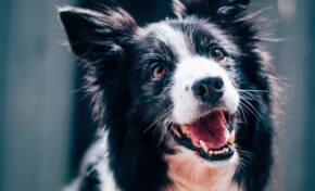 Período de férias é marcado pelo abandono de animais de estimação em ruas e rodovias 