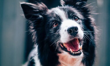 Período de férias é marcado pelo abandono de animais de estimação em ruas e rodovias