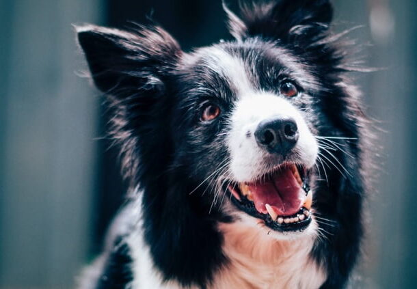Período de férias é marcado pelo abandono de animais de estimação em ruas e rodovias 