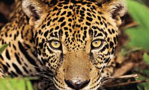 Revista ONNE & ONLY comemora 10 anos de publicação com edição comemorativa