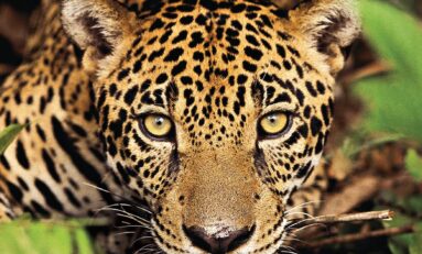 Revista ONNE & ONLY comemora 10 anos de publicação com edição comemorativa