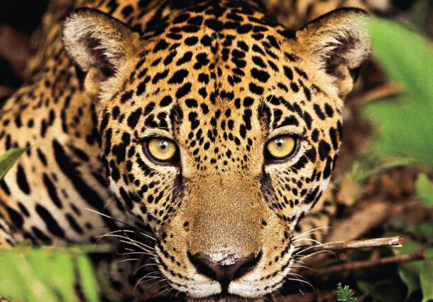 Revista ONNE & ONLY comemora 10 anos de publicação com edição comemorativa