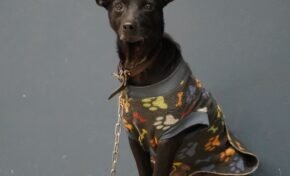 Arraial de adoção de resgatados das enchentes ocorrerá neste domingo, 30