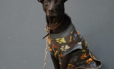 Arraial de adoção de resgatados das enchentes ocorrerá neste domingo, 30