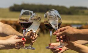 Vinhos com IP e DO marcam presença em evento sobre terroirs brasileiros em Gramado