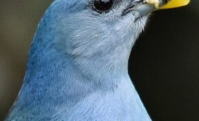 Pesquisa desenvolvida no Plaza Caldas da Imperatriz é publicada em revista britânica de ornitologia