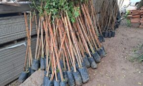 Guaíba faz o plantio da milésima muda de árvore da gestão 2021/2024