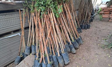 Guaíba faz o plantio da milésima muda de árvore da gestão 2021/2024