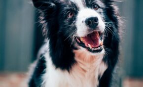 Secretaria de Bem-Estar Animal, anuncia a abertura do cadastramento oficial de protetoras independentes da causa animal