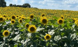 Girassóis emolduram a 4ª Festa das Safras da Vinícola Don Giovanni