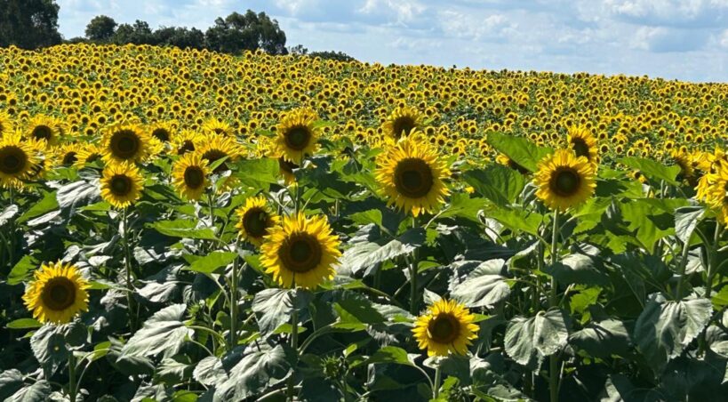 Girassóis emolduram a 4ª Festa das Safras da Vinícola Don Giovanni