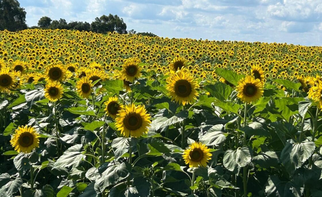 Girassóis emolduram a 4ª Festa das Safras da Vinícola Don Giovanni