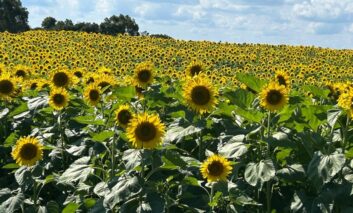 Girassóis emolduram a 4ª Festa das Safras da Vinícola Don Giovanni