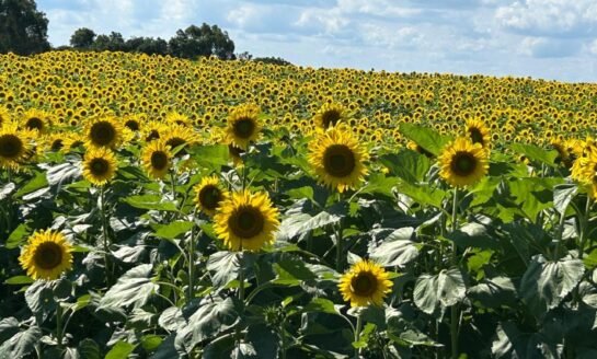Girassóis emolduram a 4ª Festa das Safras da Vinícola Don Giovanni