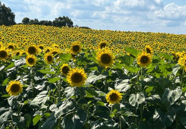 Girassóis emolduram a 4ª Festa das Safras da Vinícola Don Giovanni