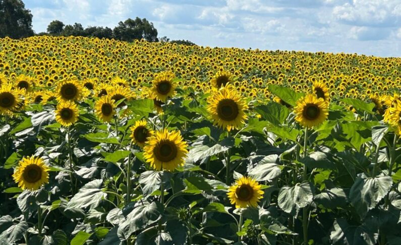 Girassóis emolduram a 4ª Festa das Safras da Vinícola Don Giovanni