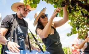 Pedalar entre vinhedos vira nova forma de viver o enoturismo