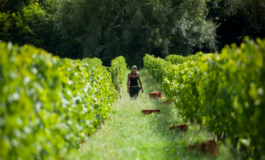 Enoturismo no Uruguai: país tem mais de 50 vinícolas, divididas em sete regiões