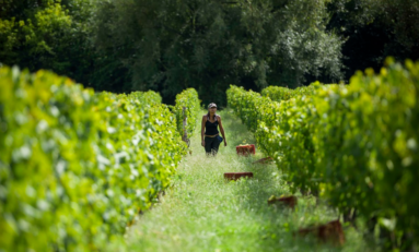 Enoturismo no Uruguai: país tem mais de 50 vinícolas, divididas em sete regiões